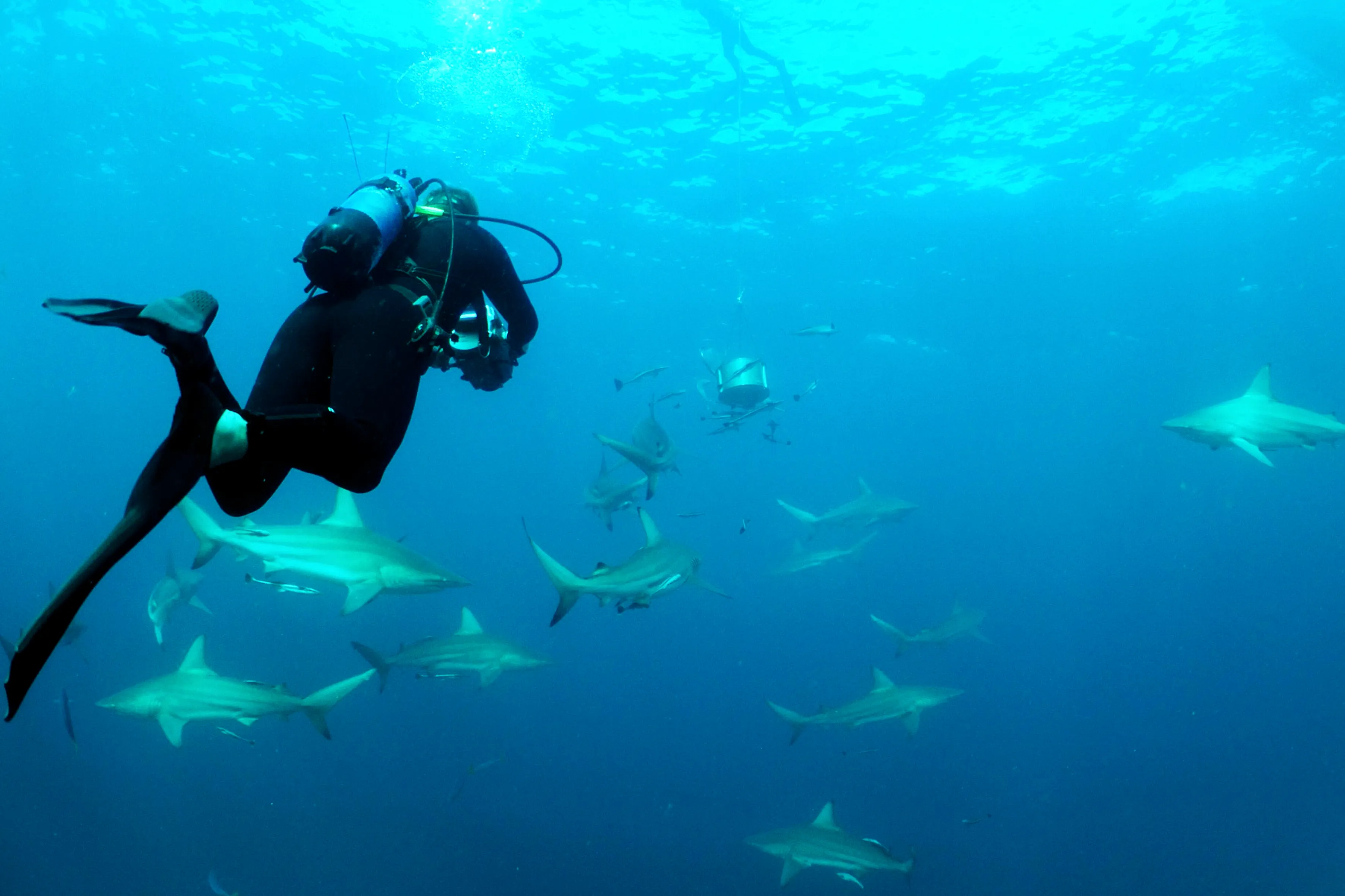 Shark Tank Dive
