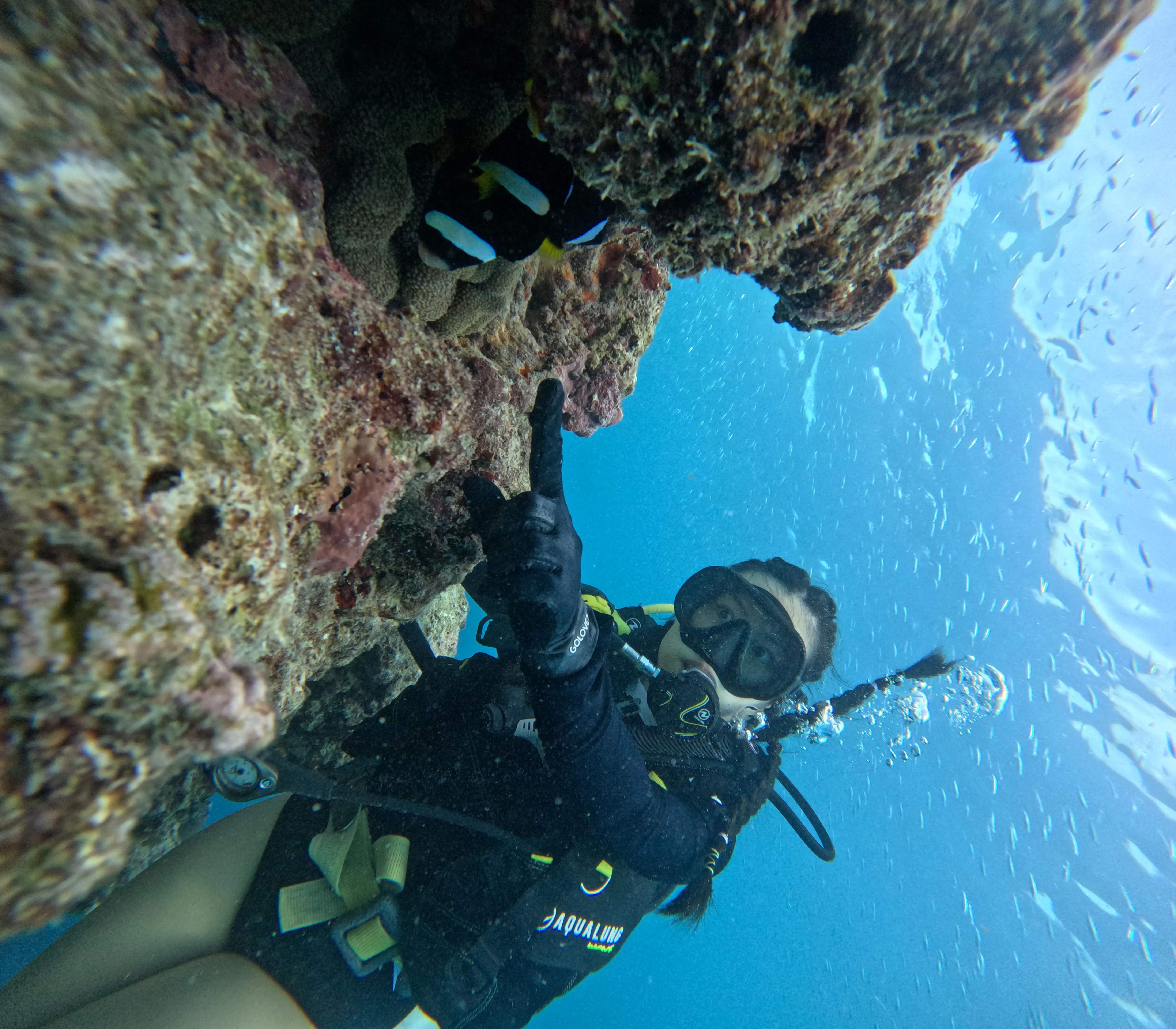 Dive with Arena